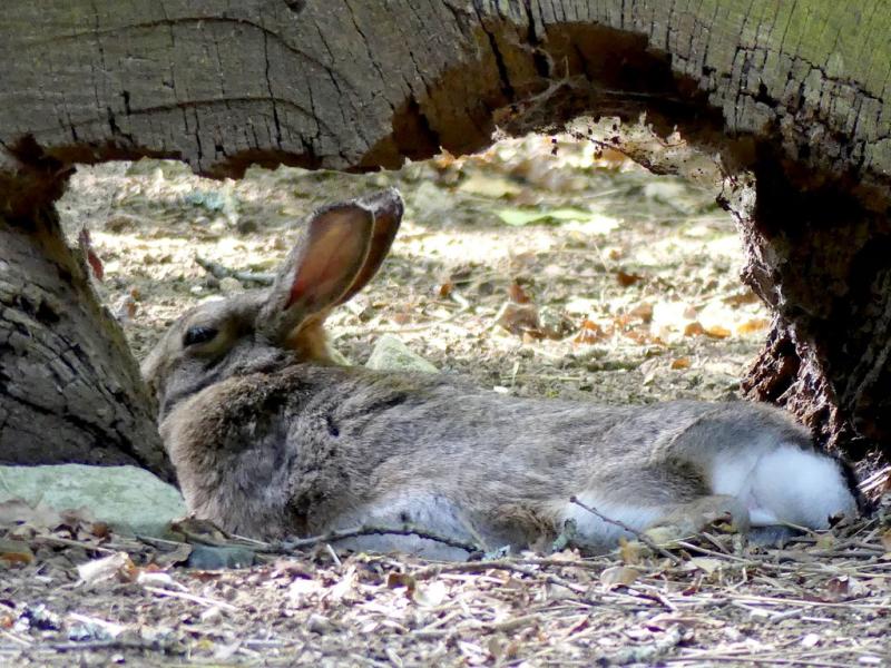 Lapin de Garenne (Oryctolagus cuniculus)