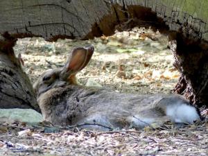 Lapin de Garenne (Oryctolagus cuniculus)