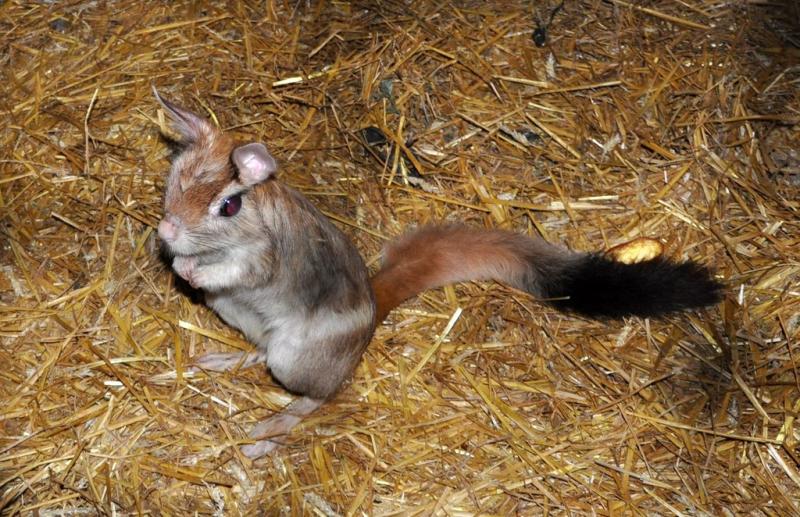 Lièvre sauteur (Pedetes capensis)