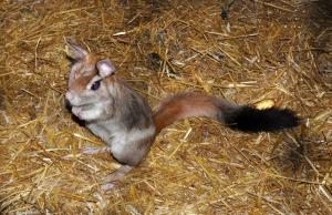 Lièvre sauteur (Pedetes capensis)