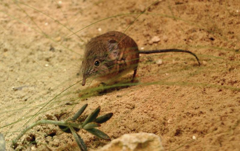 Macroscélide à oreilles courtes  (Macroscelides proboscideus)