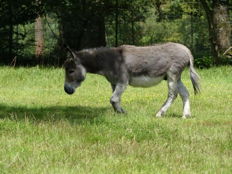 Âne domestique (Equus asinus)
