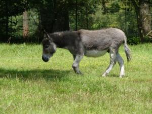 Âne domestique (Equus asinus)