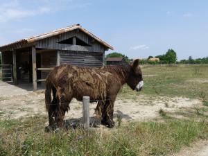 Âne du Poitou (Equus asinus)