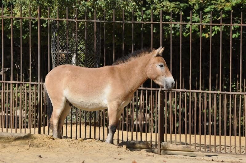 Cheval de Przewalski (Equus przewalskii)