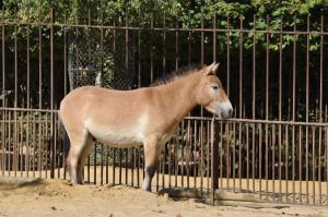 Cheval de Przewalski (Equus przewalskii)