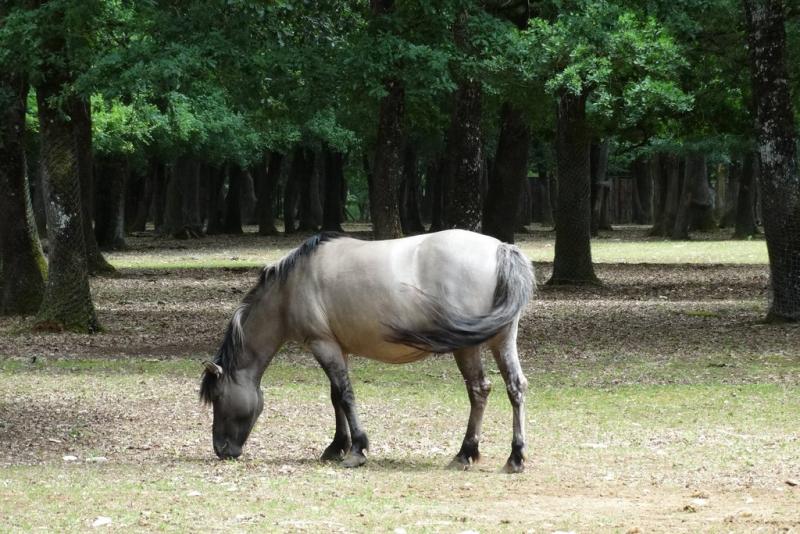 Poney polonais (Equus caballus)