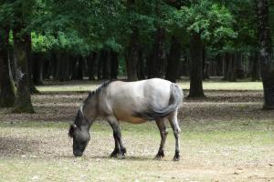 Poney polonais (Equus caballus)