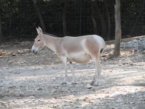 Onagre de Perse (Equus hemionus onager)