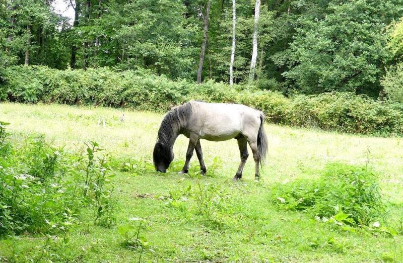 Tarpan (Equus ferus ferus)
