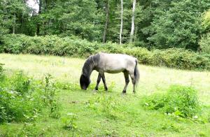 Tarpan (Equus ferus ferus)