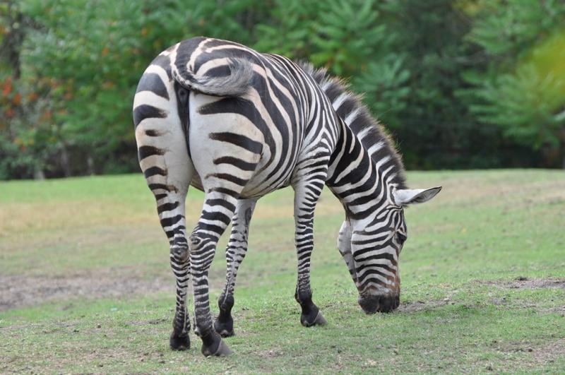 Zèbre de Burchell (Equus quagga burchellii)