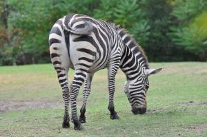 Zèbre de Burchell (Equus quagga burchellii)