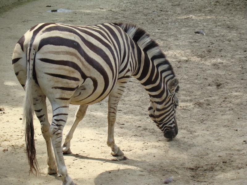 Zèbre de Chapman (Equus quagga chapmani)