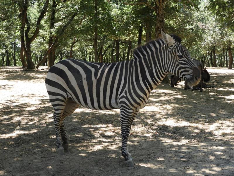 Zèbre de Grant (Equus quagga boehmi)