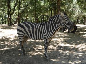Zèbre de Grant (Equus quagga boehmi)