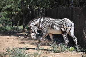 Zèbre de Grévy (Equus grevyi)