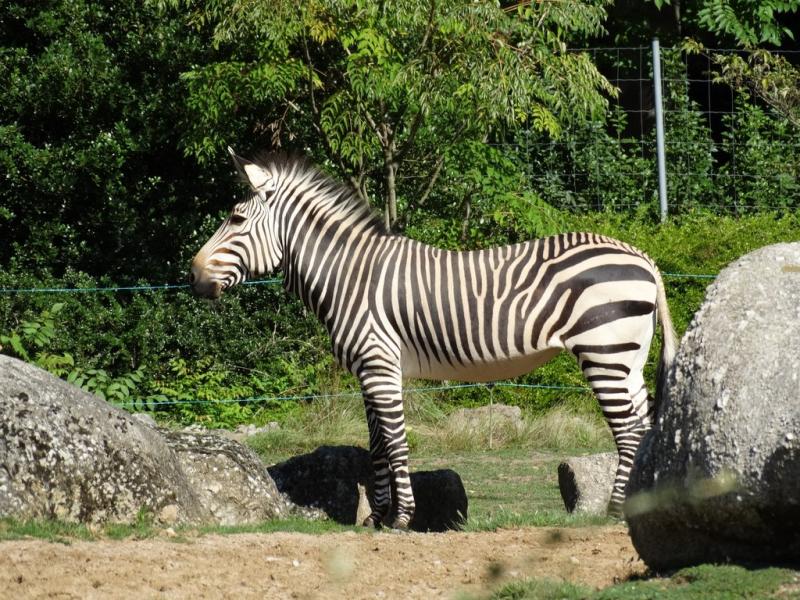 Zèbre de Montagne (Equus zebra)