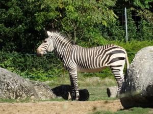 Zèbre de Montagne (Equus zebra)