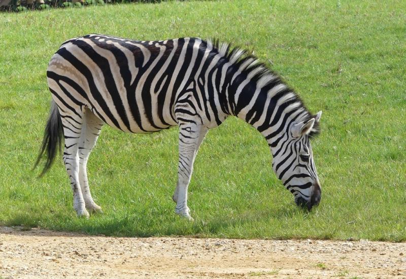 Zèbre des plaines (Equus quagga)