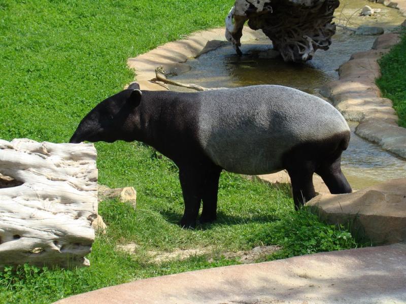 Tapir de Malaisie (Tapirus indicus)