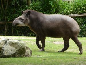 Tapir terrestre (Tapirus terrestris)