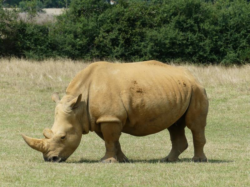 Rhinocéros blanc (Ceratotherium simum)