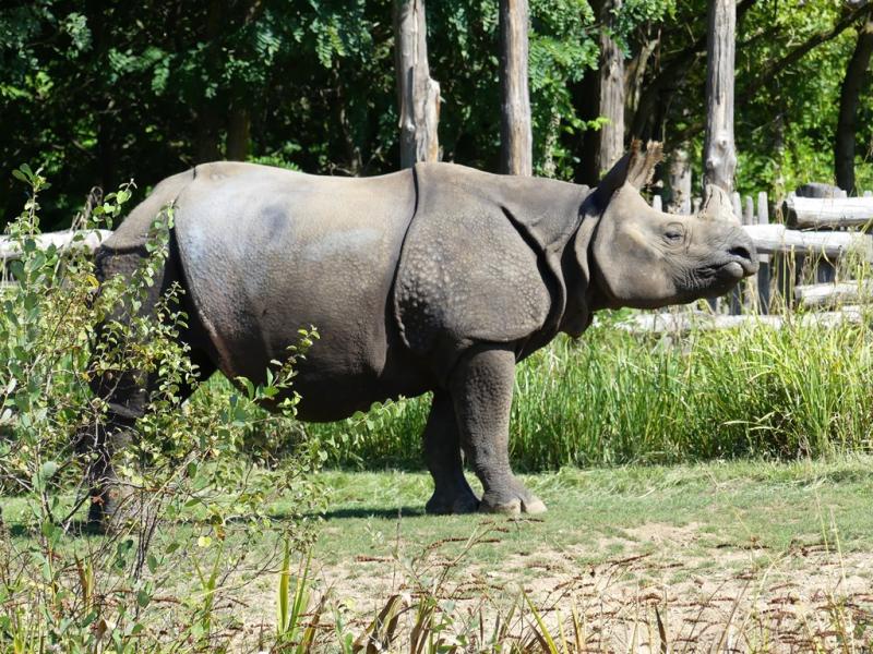 Rhinocéros indien (Rhinoceros unicornis)