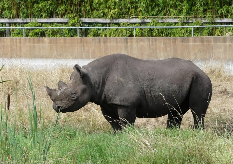 Rhinocéros noir (Diceros bicornis)