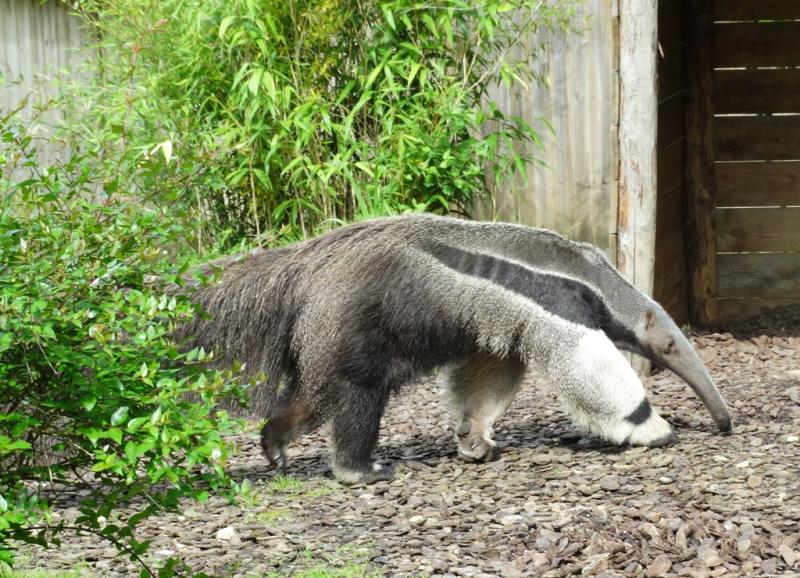 Fourmilier géant (Myrmecophaga tridactyla)