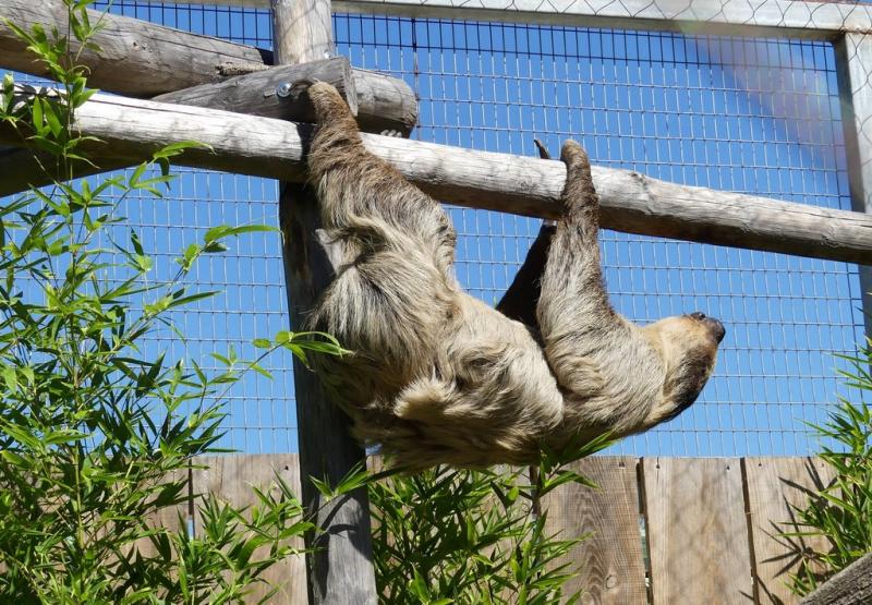 Paresseux à deux doigts (Choloepus didactylus)