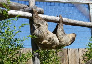 Paresseux à deux doigts (Choloepus didactylus)