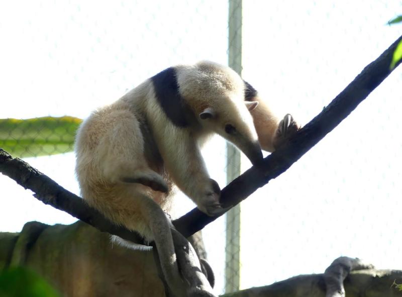 Tamandua austral (Tamandua tetradactyla)