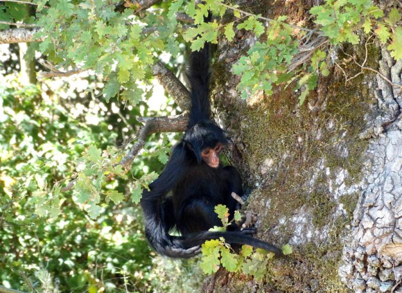 Atèle à face rouge (Ateles paniscus)
