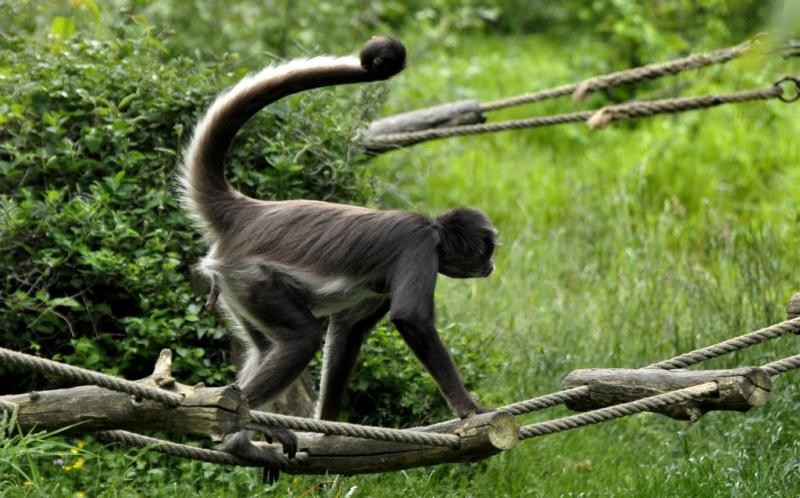 Atèle varié (Ateles hybridus)