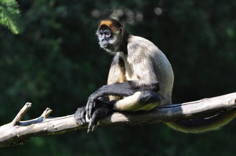 Atèle de Geoffroy (Ateles geoffroyi)