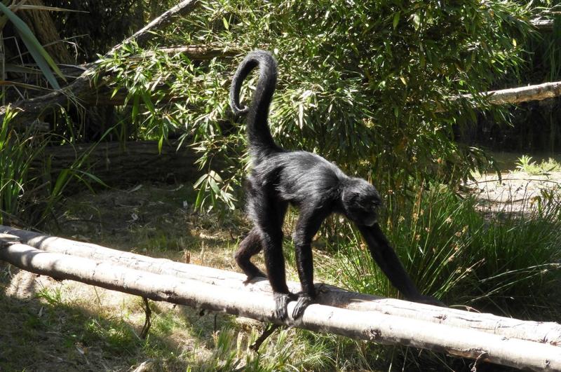 Atèle noir de Colombie. (Ateles fusciceps rufiventris)