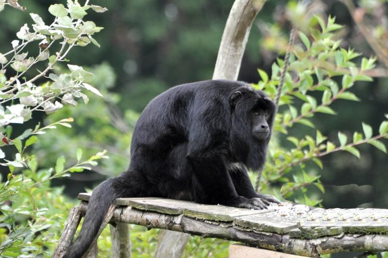 Hurleur noir (Alouatta caraya)