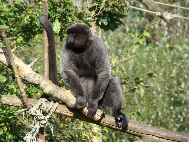 Singe laineux (Lagothrix lagotricha)