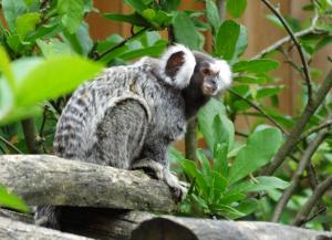 Primates