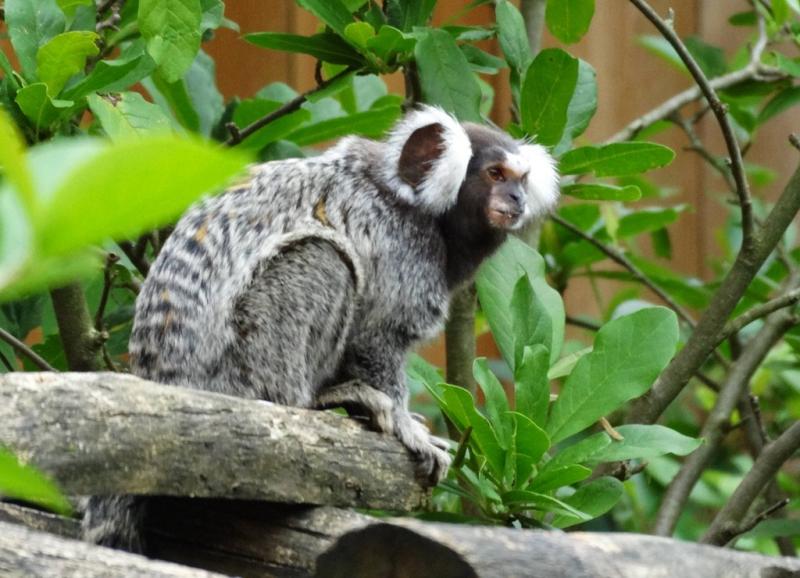 Ouistiti à toupets blancs (Callithrix jacchus)