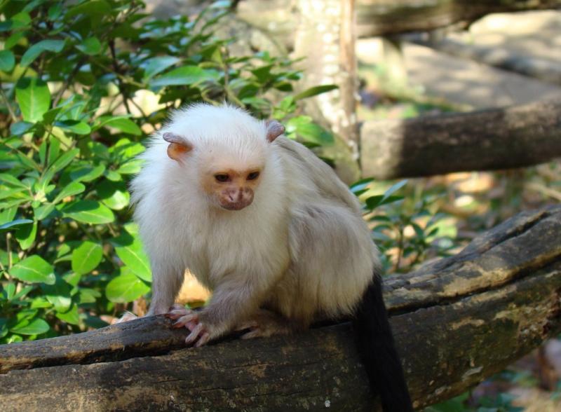 Ouistiti argenté (Callitrix argentatus)