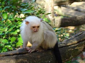 Ouistiti argenté (Callitrix argentatus)
