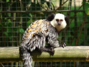 Ouistiti de Geoffroy (Callithrix geoffroyi)