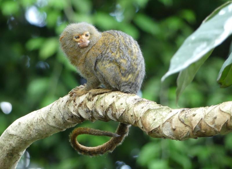 Ouistiti pygmée (Callitrix pygmaea)