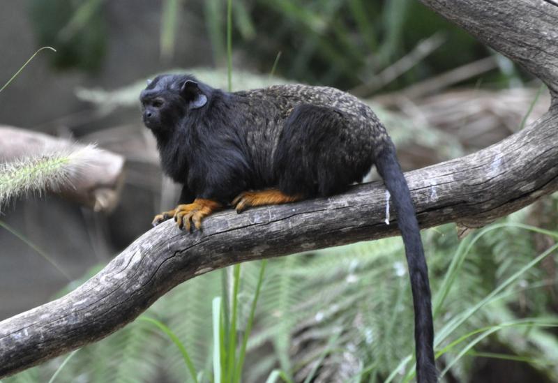 Tamarin à mains rousses (Saguinus midas midas)