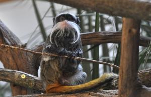 Tamarin empereur (Saguinus imperator)
