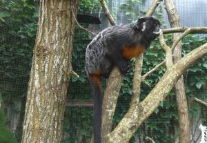 Tamarin labié (Saguinus labiatus)