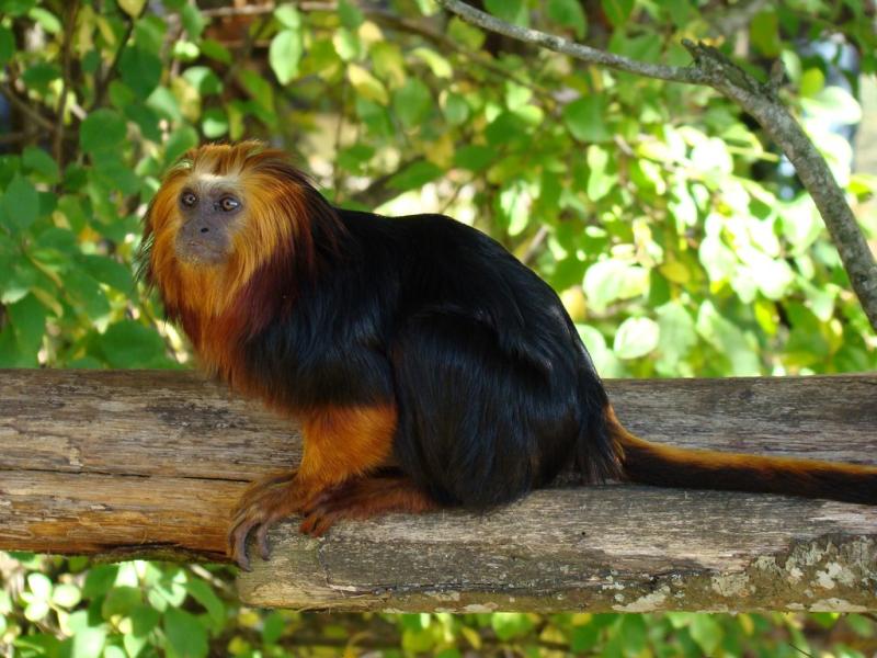 Tamarin lion à tête dorée (Leontopithecus chrysomelas)