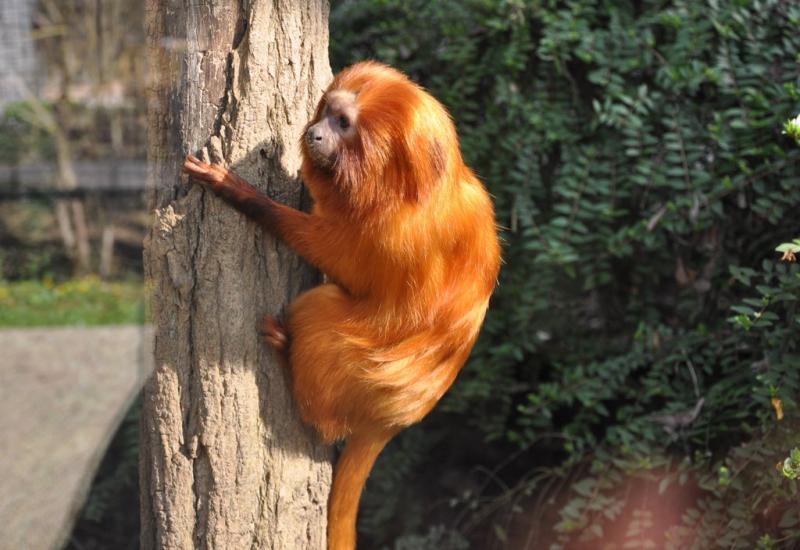 Tamarin lion doré (Leontopithecus rosalia)